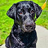 dog, black_labrador, wet_fur, outdoor, grass, path, pet, animal, canine, sitting, leash, sunlight, closeup, portrait, nature, young_dog, ears, nose, fur, eyes