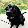 dog, black_dog, pet, leash, outdoor, grass, concrete, canine, animal, sitting, looking_up, smiling, collar, friendly, cute, happy, domestic_animal, close_up, daylight, playful