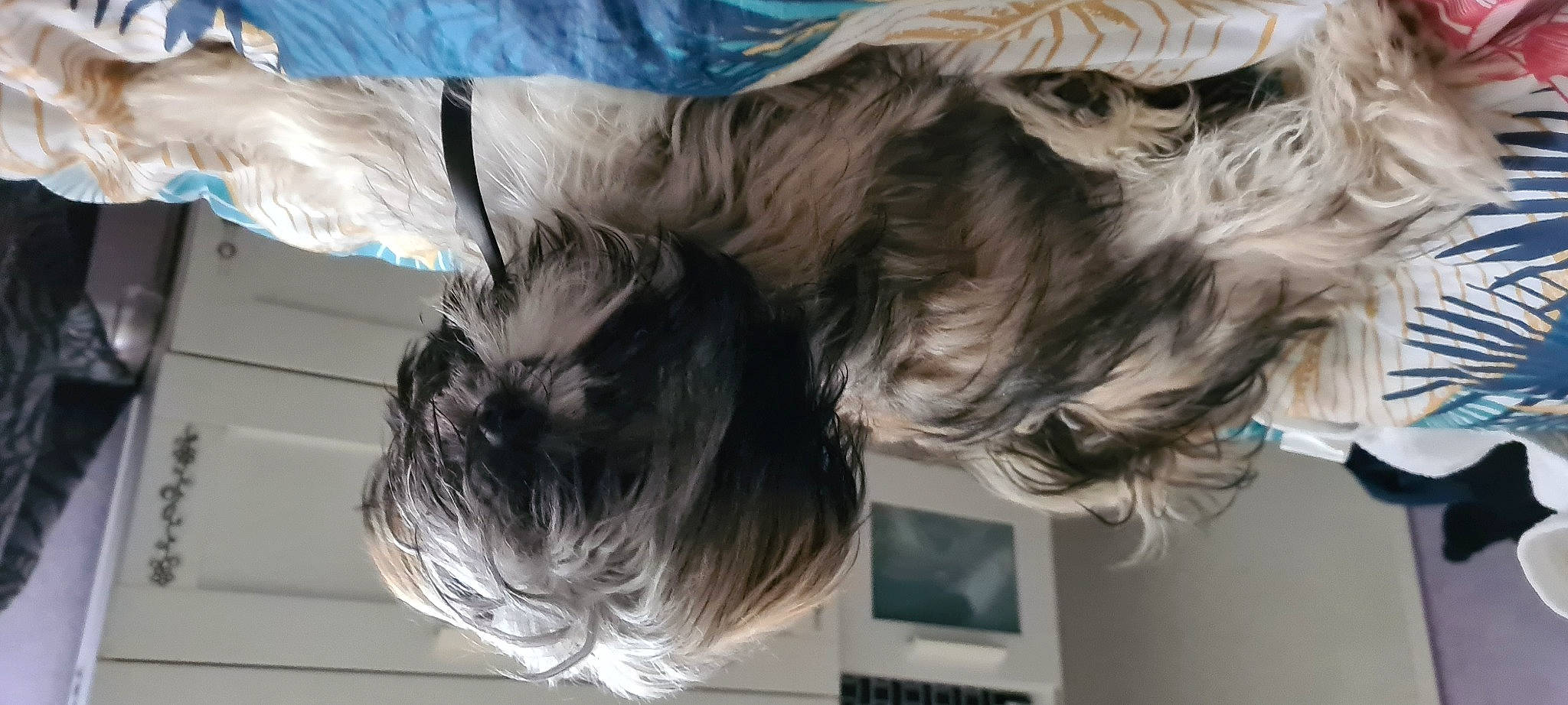 Jadys a rejoint le concours — aidez-le/la à gagner de superbes lots ! canidae, carnivore, companion_dog, dog, dog_breed, dog_supply, fur, liver, non_sporting_group, small_terrier, snout, sporting_group, terrier, toy_dog, working_animal, yorkipoo