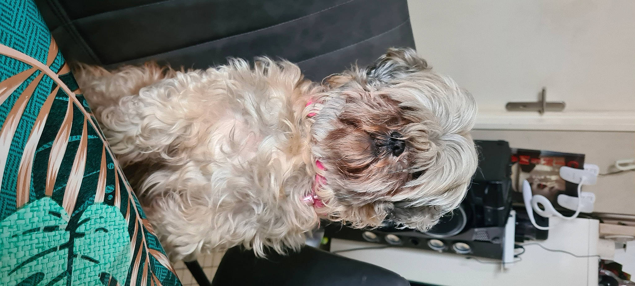 Jadys participe au concours pour gagner de l'argent avec cette photo : canidae, carnivore, cockapoo, collar, comfort, companion_dog, dog, dog_breed, dog_collar, dog_supply, fur, liver, maltepoo, puppy_love, small_terrier, snout, sporting_group, terrier, toy_dog, working_animal