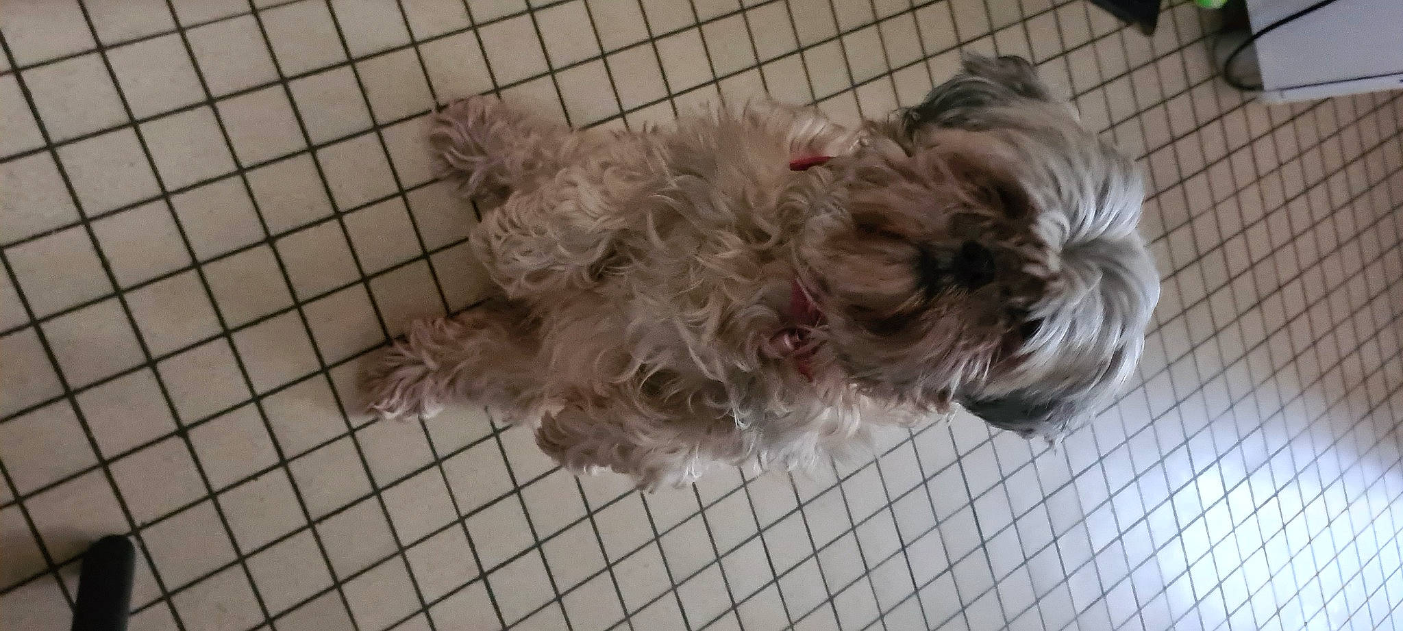 Jadys participe au concours pour gagner de l'argent avec cette photo : animal_shelter, carnivore, companion_dog, dog, dog_breed, dog_crate, dog_supply, fur, liver, pet_supply, poodle_crossbreed, shih_poo, small_terrier, snout, sporting_group, terrier, toy_dog, water_dog, working_animal, yorkipoo