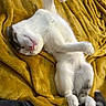 Chancla joined the competition — help win amazing prizes! animal, blanket, cat, comfort, cozy, cute, domestic_cat, feline, fur, gray_markings, indoor, mustard_yellow, napping, paw, pet, relaxed, resting, sleeping, soft, white_cat