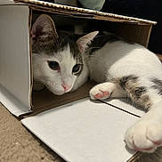Chancla is registered to the contest to win money with this photo: animal, cardboard_box, carpet, cat, closeup, cozy, curious, cute, domestic_cat, feline, fur, gray, indoor, laying_down, paws, pet, relaxed, soft, whiskers, white