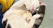Chancla joined the competition — help win amazing prizes! animal, bed, blanket, cat, cozy, curled_up, cute, domestic_cat, feline, fur, gray_tail, indoor, paw, pet, pink_nose, relaxed, resting, sleeping, whiskers, white_fur