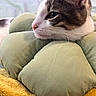 Chancla joined the competition — help win amazing prizes! animal, bedroom, cat, close_up, comfort, cozy, cushion, domestic_animal, fur, green, indoor, nap, pet, relaxation, resting, side_view, sleepy, soft_texture, whiskers, yellow