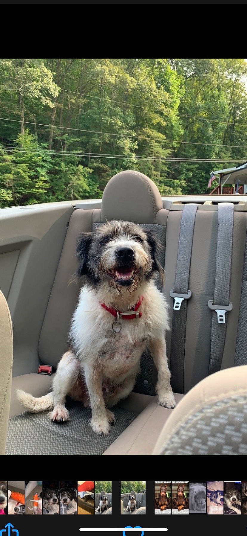 Tucker joined the competition — help win amazing prizes! auto_part, canidae, car, carnivore, collar, companion_dog, dog, dog_breed, dog_collar, family_car, luxury_vehicle, motor_vehicle, non_sporting_group, snout, sporting_group, tree, vehicle, vehicle_door, windshield, working_animal