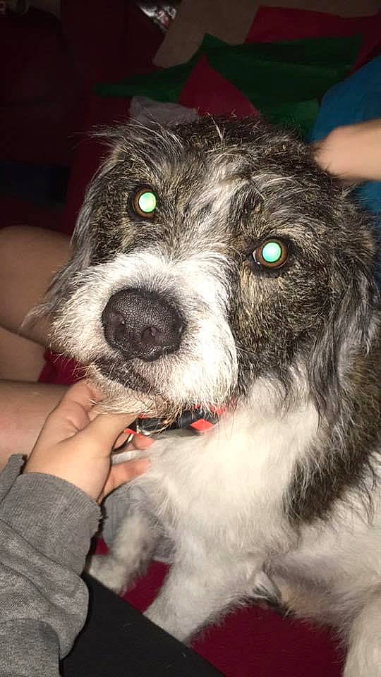 Tucker is registered to the contest to win money with this photo: canidae, carnivore, collar, companion_dog, dog, dog_breed, dog_collar, ear, fang, fur, puppy, schnauzer, small_terrier, snout, sporting_group, terrier, toy_dog, water_dog, whiskers, working_animal