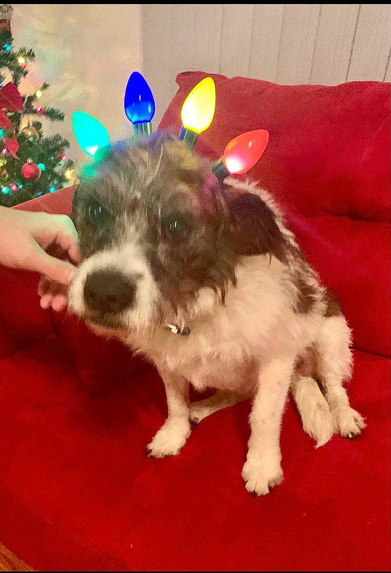 Tucker joined the competition — help win amazing prizes! canidae, carnivore, christmas_tree, companion_dog, dog, dog_breed, dog_supply, event, fashion_accessory, fawn, fur, holiday, paw, schnauzer, snout, sporting_group, tail, terrier, toy_dog, working_animal