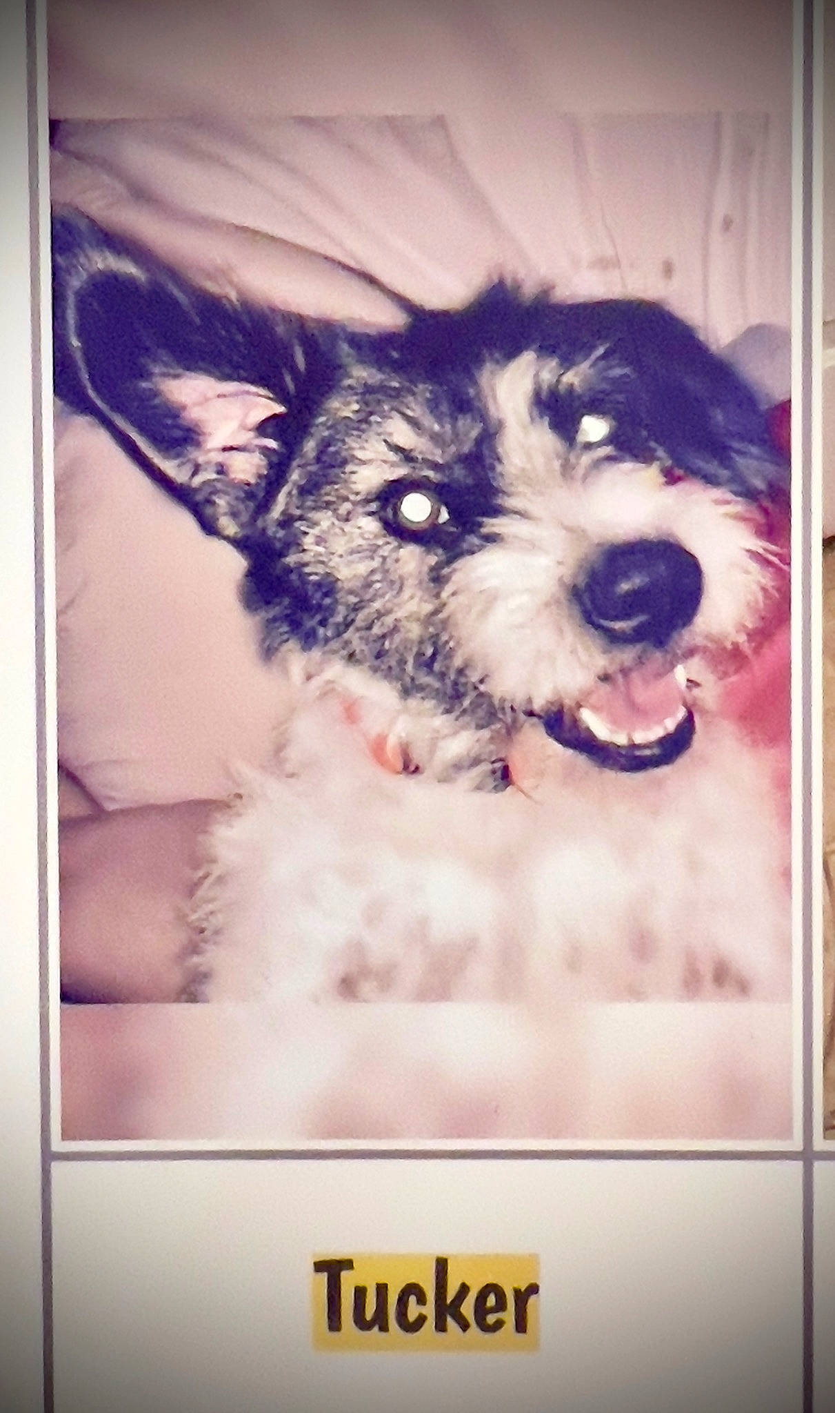 Tucker is registered to the contest to win money with this photo: canidae, carnivore, companion_dog, dog, dog_breed, dog_supply, font, fur, non_sporting_group, pet_supply, photo_caption, picture_frame, puppy, rectangle, small_terrier, snout, sporting_group, terrier, toy_dog, working_animal