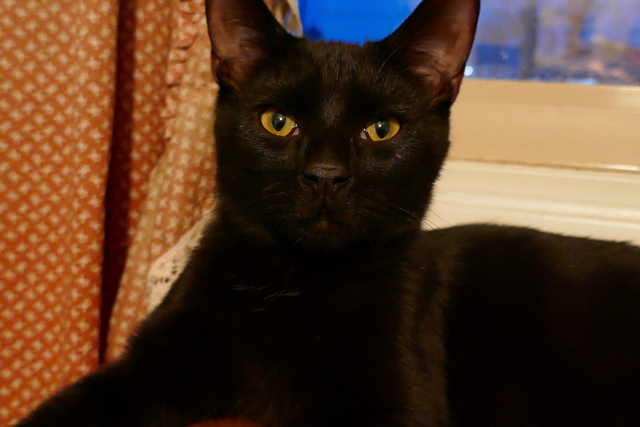 Toast is registered to the contest to win money with this photo: black_cat, bombay, carnivore, cat, curtain, domestic_short_haired_cat, electric_blue, felidae, fur, havana_brown, small_to_medium_sized_cats, snout, terrestrial_animal, whiskers