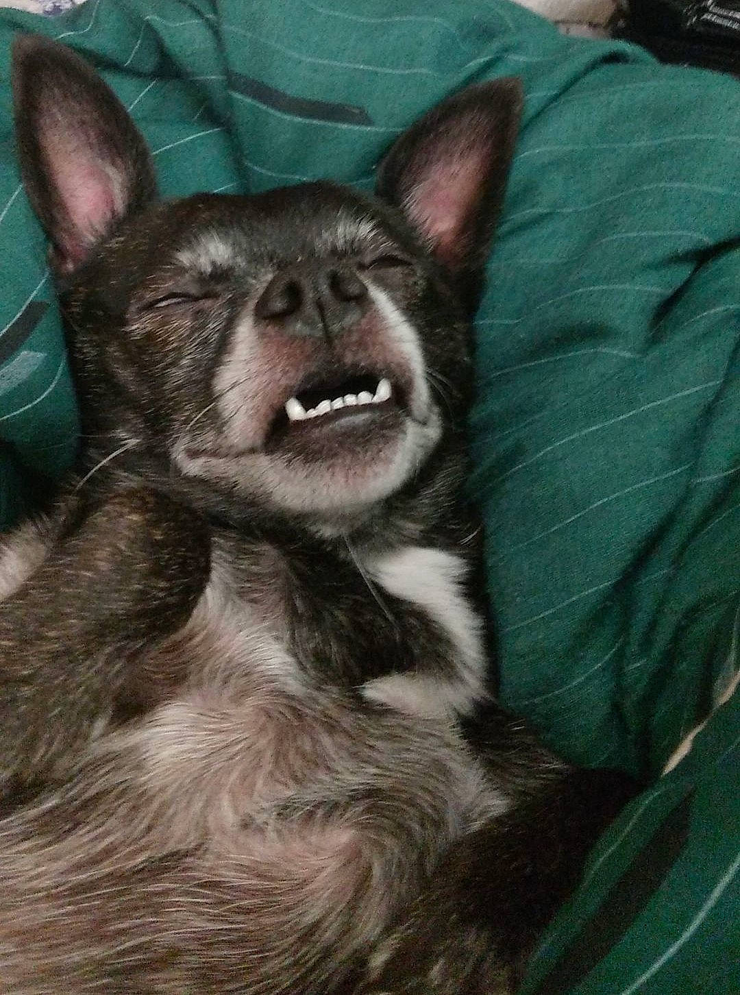 Abbey is registered to the contest to win money with this photo: carnivore, companion_dog, dog, dog_breed, ear, fang, felidae, fur, jaw, non_sporting_group, small_to_medium_sized_cats, snout, terrestrial_animal, toy_dog, whiskers, working_animal