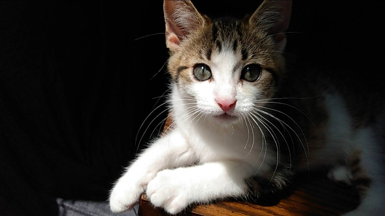 Cinnamon joined the competition — help win amazing prizes! carnivore, cat, curious, domestic_short_haired_cat, felidae, fur, paw, small_to_medium_sized_cats, snout, tail, terrestrial_animal, whiskers, wildlife, window