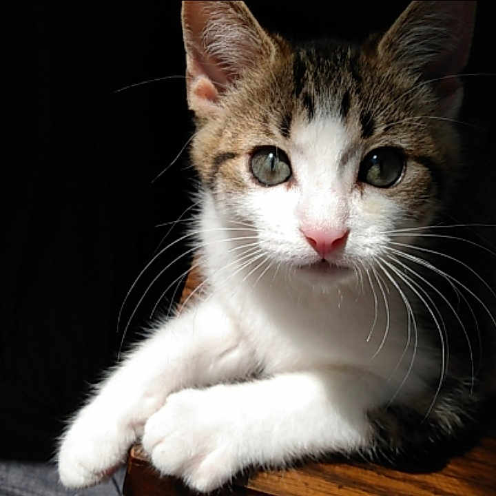 Cinnamon