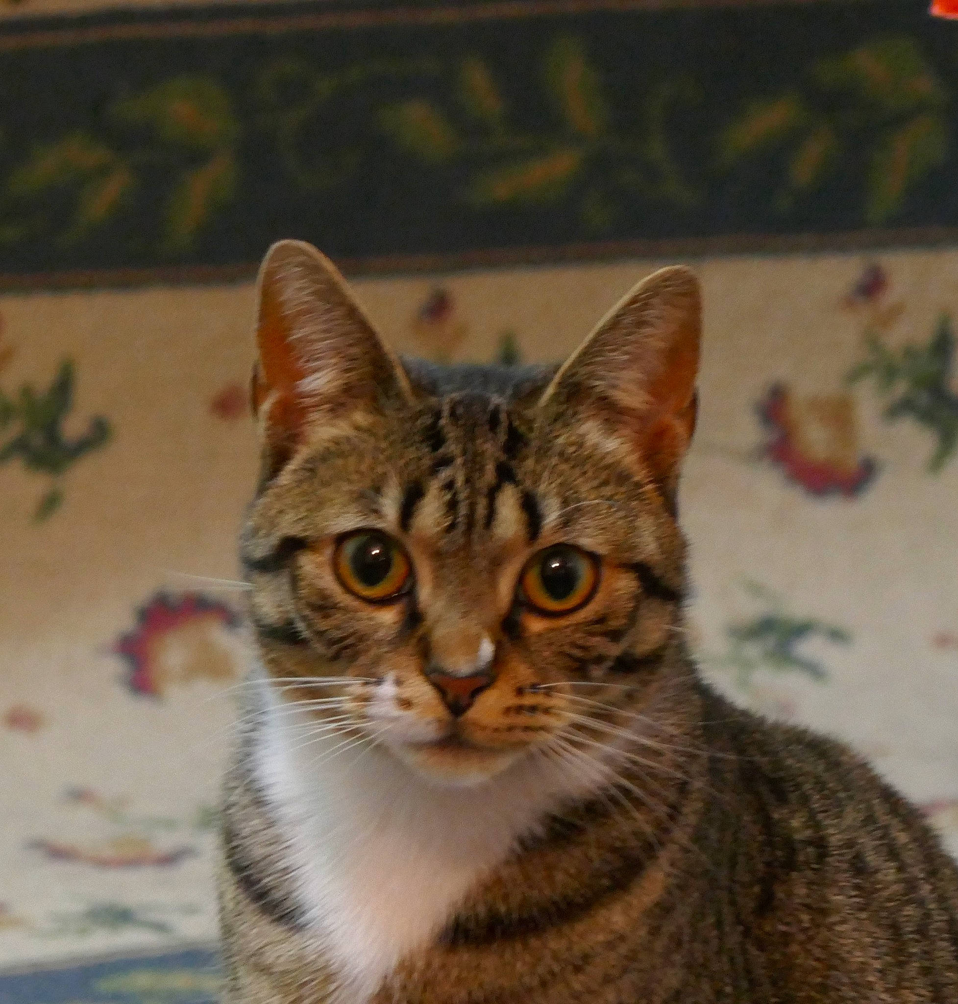 Butters joined the competition — help win amazing prizes! art, carnivore, cat, domestic_short_haired_cat, felidae, fur, small_to_medium_sized_cats, snout, terrestrial_animal, tree, whiskers, wildlife, window