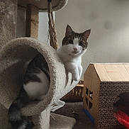 Cheddar Bay Biscuits joined the competition — help win amazing prizes! cat, cat_tree, carpet, cardboard_box, indoor, pet, feline, playhouse, curious, animal, whiskers, tail, paws, relaxed, home, cozy, toy, tunnel, window, light