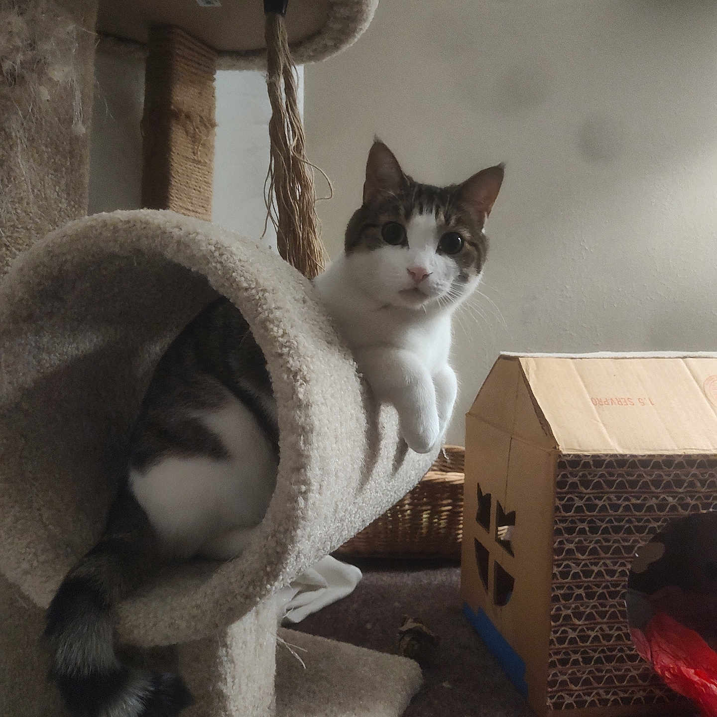 Cheddar Bay Biscuits