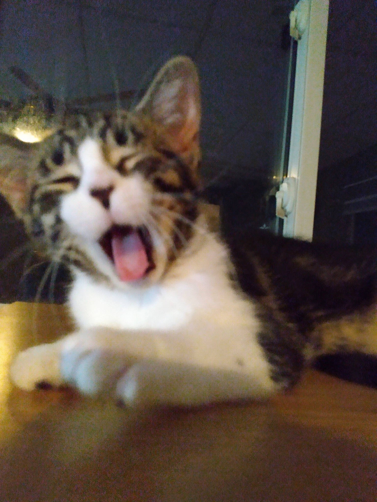 Crunch joined the competition — help win amazing prizes! carnivore, cat, claw, domestic_short_haired_cat, fang, felidae, foot, fur, happy, jaw, paw, roar, small_to_medium_sized_cats, snout, terrestrial_animal, whiskers, window, yawn