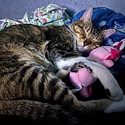 Manny is registered to the contest to win money with this photo: animal, blanket, cat, claws, closeup, cozy, cute, domestic_cat, fur, indoor, mammal, pet, pink, plush_toy, relaxed, resting, sleeping, soft, tabby, whiskers