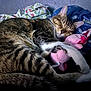 animal, blanket, cat, claws, closeup, cozy, cute, domestic_cat, fur, indoor, mammal, pet, pink, plush_toy, relaxed, resting, sleeping, soft, tabby, whiskers