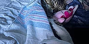 Manny joined the competition — help win amazing prizes! animal, bed, blanket, cat, cozy, cute, ears, feline, fur, indoor, pet, pink_toy, plush_toy, relaxed, resting, sleeping, soft_texture, striped, tabby_cat, towel