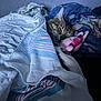 animal, bed, blanket, cat, cozy, cute, ears, feline, fur, indoor, pet, pink_toy, plush_toy, relaxed, resting, sleeping, soft_texture, striped, tabby_cat, towel