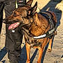dog, working_dog, harness, julius_k9, canine, outdoor, person, pants, shoes, sunlight, shadow, earth, animal, pet, alert, brown_fur, black_fur, standing, nature, daytime