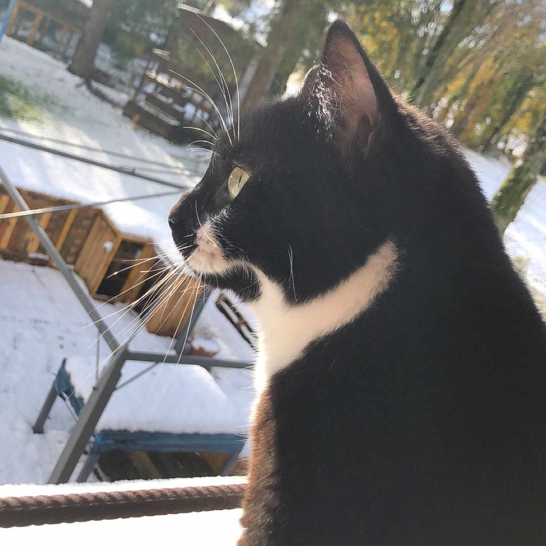 Radja a rejoint le concours — aidez-le/la à gagner de superbes lots ! animal, backyard, black_and_white, cat, contemplative, daylight, feline, forest, fur, nature, outdoor, peaceful, pet, side_profile, snow, sunlight, trees, whiskers, wildlife, winter