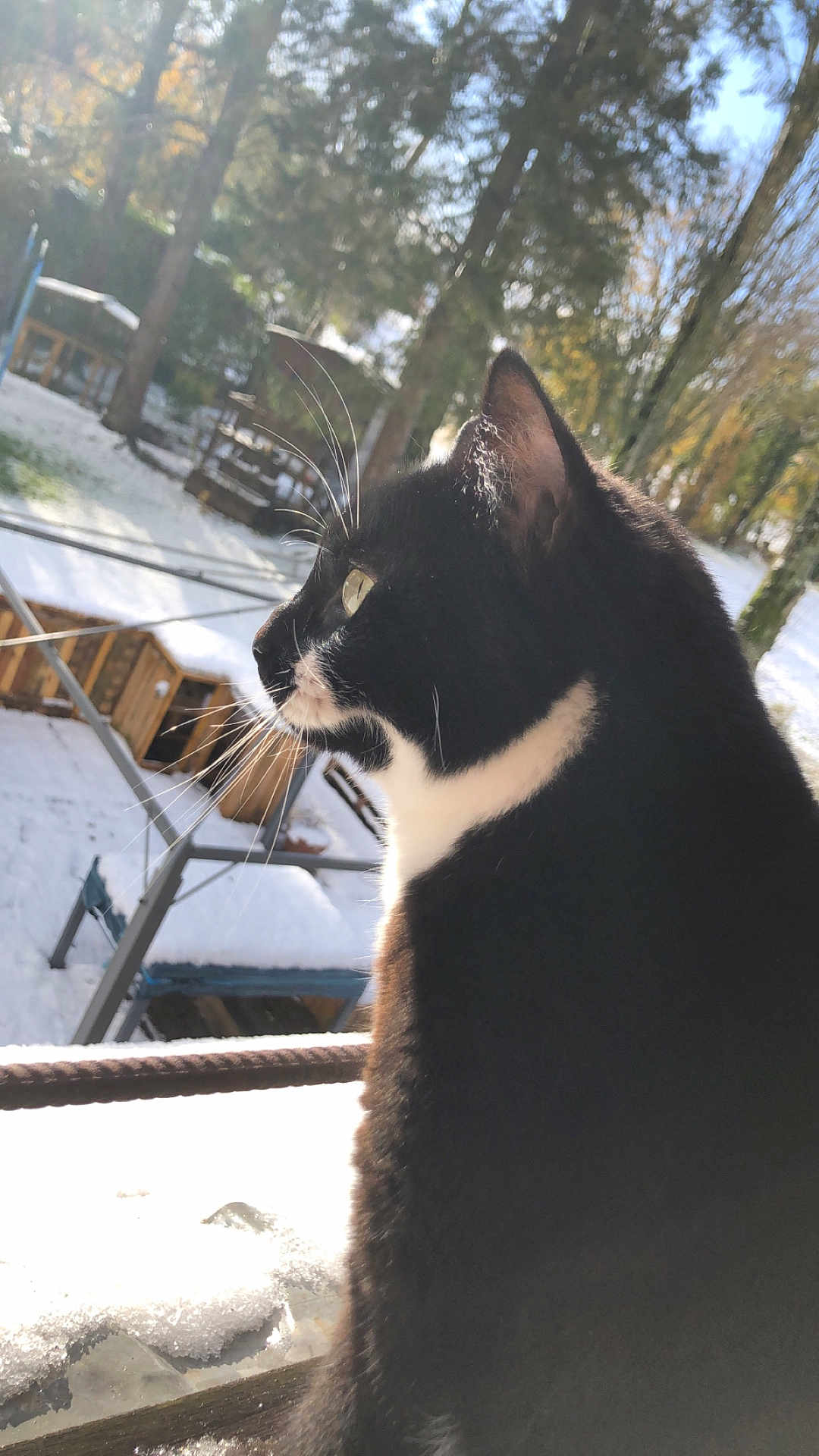 Radja