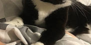 Radja a rejoint le concours — aidez-le/la à gagner de superbes lots ! cat, black_and_white, paw, person, bracelet, bed, blanket, teddy_bear, wrist, fur, clothing, pattern, indoor, cozy, resting, cute, animal, pet, soft, comfort