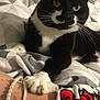 cat, black_and_white, paw, person, bracelet, bed, blanket, teddy_bear, wrist, fur, clothing, pattern, indoor, cozy, resting, cute, animal, pet, soft, comfort