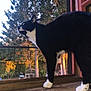 Radja a rejoint le concours — aidez-le/la à gagner de superbes lots ! cat, tuxedo_cat, windowsill, wood, tree, pine_tree, outdoor, sunset, nature, animal, pet, curious, black_and_white, feline, daylight, window, reflection, garden, flora, domestic_animal
