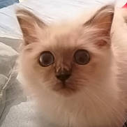 Merlin joined the competition — help win amazing prizes! kitten, cat, close_up, fluffy, curious, pet, animal, indoor, young, feline, cute, whiskers, ears, face, soft, fur, domestic_animal, companion, looking, adorable