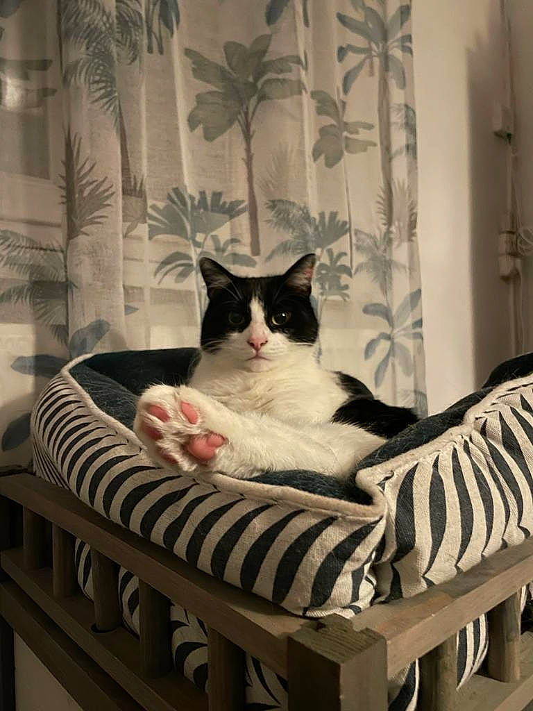 Zorro a rejoint le concours — aidez-le/la à gagner de superbes lots ! bedding, carnivore, cat, cat_supply, comfort, curtain, domestic_short_haired_cat, felidae, flooring, fur, interior_design, linens, mammal, outdoor_furniture, pattern, picture_frame, sitting, small_to_medium_sized_cats, whiskers, window