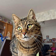 Pussy a rejoint le concours — aidez-le/la à gagner de superbes lots ! cat, tabby_cat, pet, whiskers, green_eyes, close_up, portrait, indoor, living_room, furniture, bookshelf, lamp, ceiling, hand, mug, paw, floor, curious, photo, domestic_animal