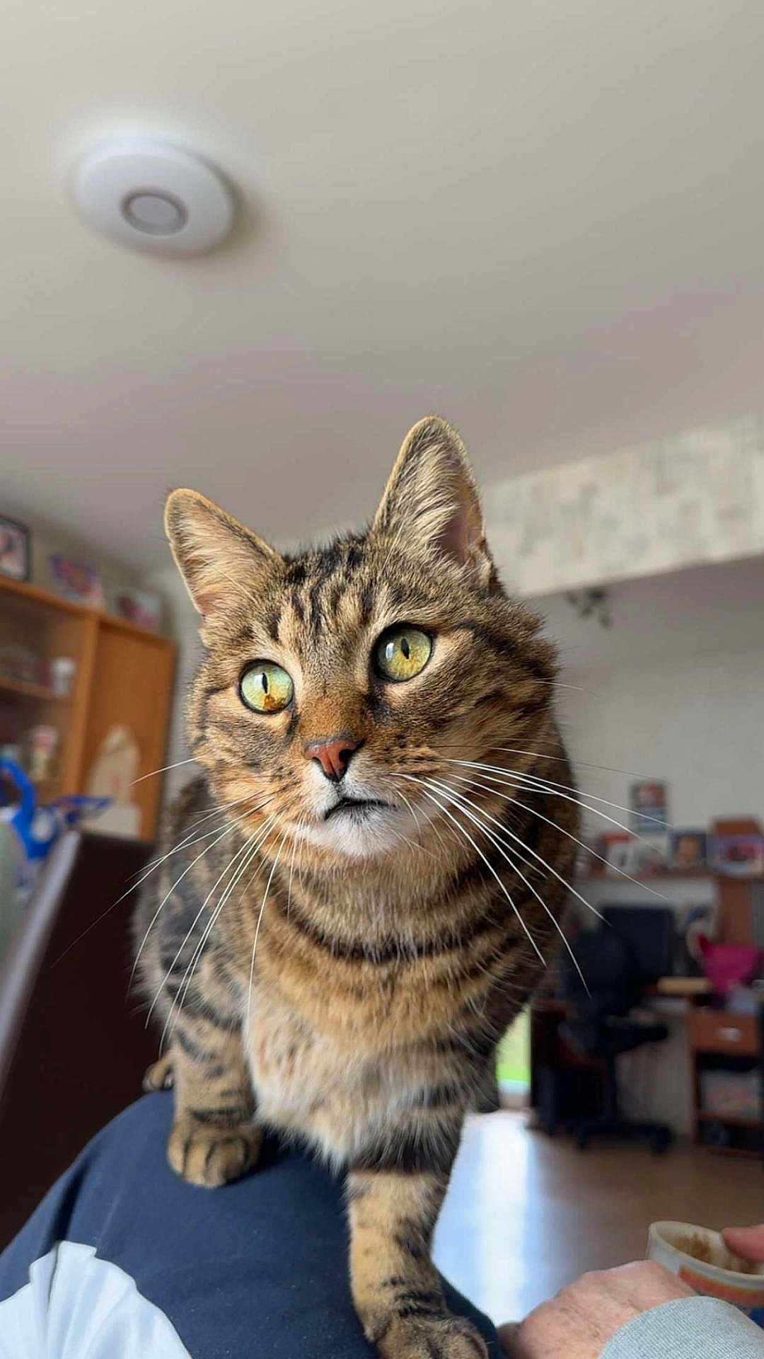 Pussy a rejoint le concours — aidez-le/la à gagner de superbes lots ! cat, tabby_cat, pet, whiskers, green_eyes, close_up, portrait, indoor, living_room, furniture, bookshelf, lamp, ceiling, hand, mug, paw, floor, curious, photo, domestic_animal