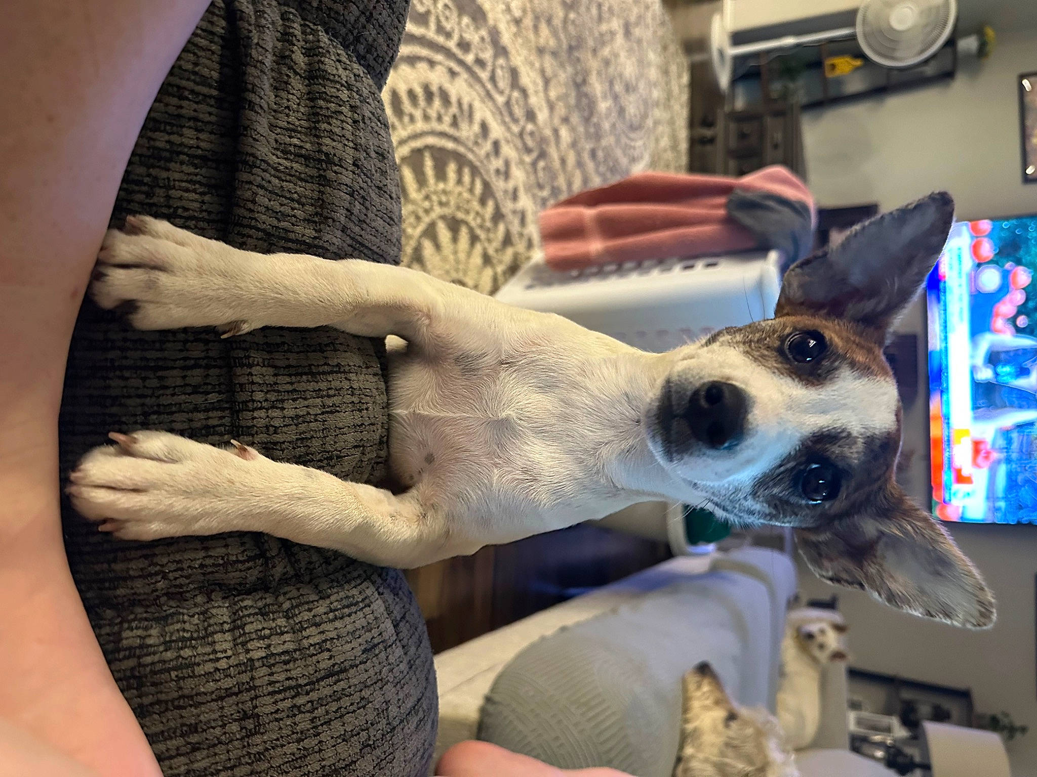 Abby joined the competition — help win amazing prizes! canidae, carnivore, comfort, companion_dog, dog, dog_breed, dog_collar, ear, elbow, eyewear, fawn, fur, human_leg, nail, pattern, sleeve, snout, whiskers, working_animal, wrist