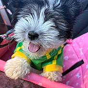 Coco Chanel is registered to the contest to win money with this photo: puppy, dog, black_and_white, fluffy, tongue_out, green_clothing, yellow_clothing, pink_carrier, pet, cute, small_dog, happy, fur, canine, indoors, animal, pet_accessory, playful, young_dog, close_up