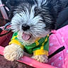 puppy, dog, black_and_white, fluffy, tongue_out, green_clothing, yellow_clothing, pink_carrier, pet, cute, small_dog, happy, fur, canine, indoors, animal, pet_accessory, playful, young_dog, close_up