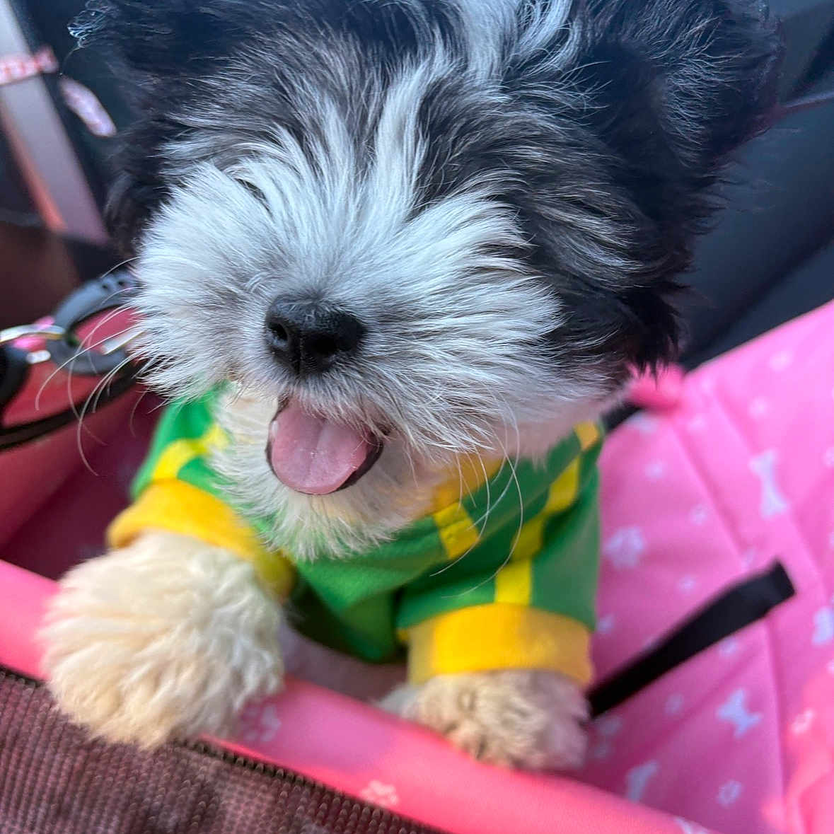 Coco Chanel is registered to the contest to win money with this photo: puppy, dog, black_and_white, fluffy, tongue_out, green_clothing, yellow_clothing, pink_carrier, pet, cute, small_dog, happy, fur, canine, indoors, animal, pet_accessory, playful, young_dog, close_up