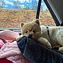 Jazz participe au concours pour gagner de l'argent avec cette photo : animal, blanket, car, companion, cozy, cushion, cute, dog, fluffy, fur, indoor, leash, pet, pink, red, relaxed, resting, seat, travel, window