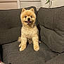Jazz a rejoint le concours — aidez-le/la à gagner de superbes lots ! animal, canine, couch, cozy, cute, dog, domestic_animal, fluffy, fur, furniture, happy, home, indoor, living_room, pet, pomeranian, sitting, small_dog, smiling, tongue_out