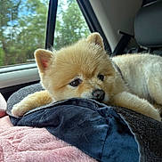 Jazz participe au concours pour gagner de l'argent avec cette photo : animal, blanket, car_interior, comfort, companion, cozy, cute, dog, fur, indoors, pet, pillow, pomeranian, relaxed, resting, seat, soft, travel, trees, window