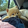 animal, blanket, car_interior, comfort, companion, cozy, cute, dog, fur, indoors, pet, pillow, pomeranian, relaxed, resting, seat, soft, travel, trees, window
