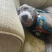 Brooks joined the competition — help win amazing prizes! dog, sleeping, couch, beige, harness, teeth, face, pet, cozy, indoor, relaxed, closeup, texture, snout, resting, animal, canine, fur, comfort, smile