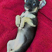 Willow joined the competition — help win amazing prizes! adorable, animal, black_and_tan, cute, dog, ears, fur, grass, lying_down, nature, outdoor, pet, playful, puppy, red_towel, relaxed, small_dog, tail, towel, young_dog