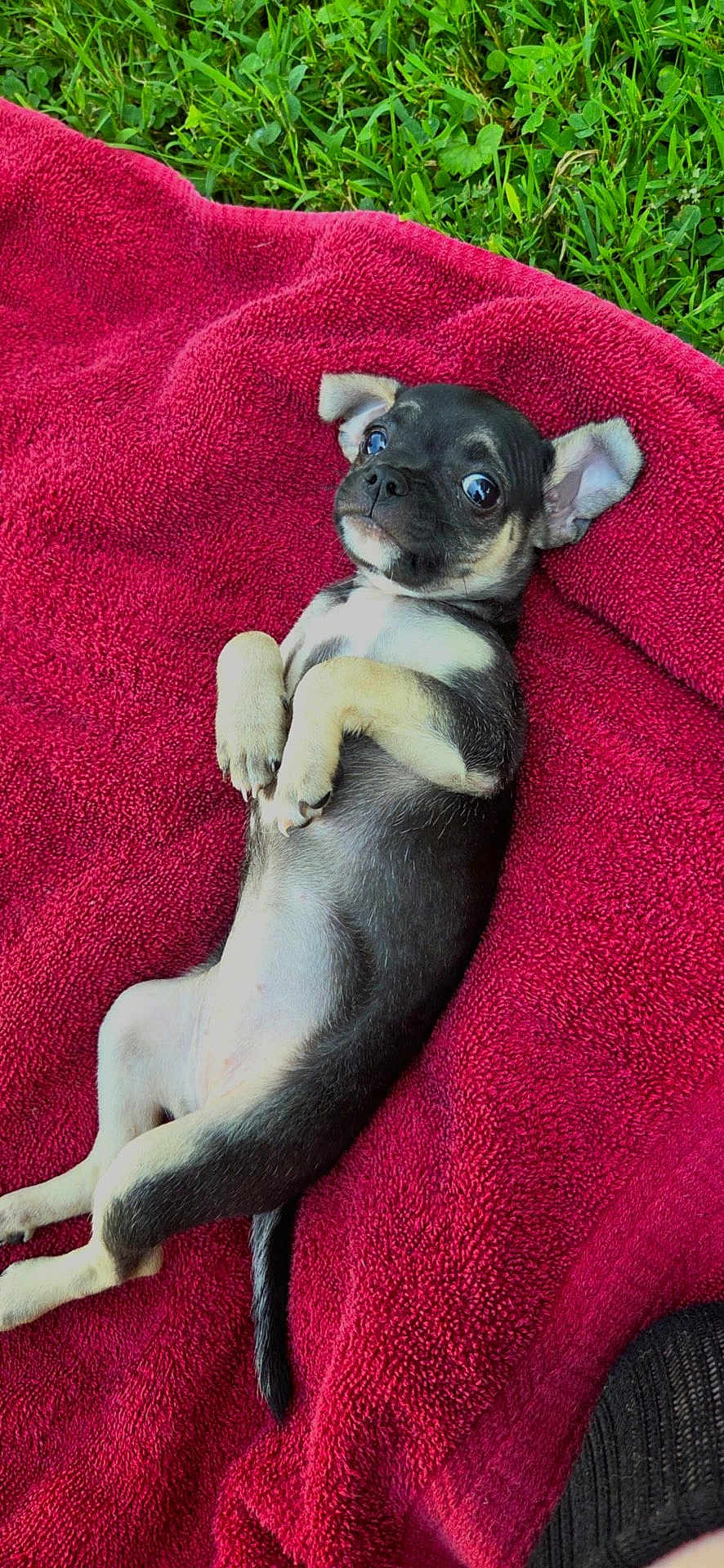 Willow