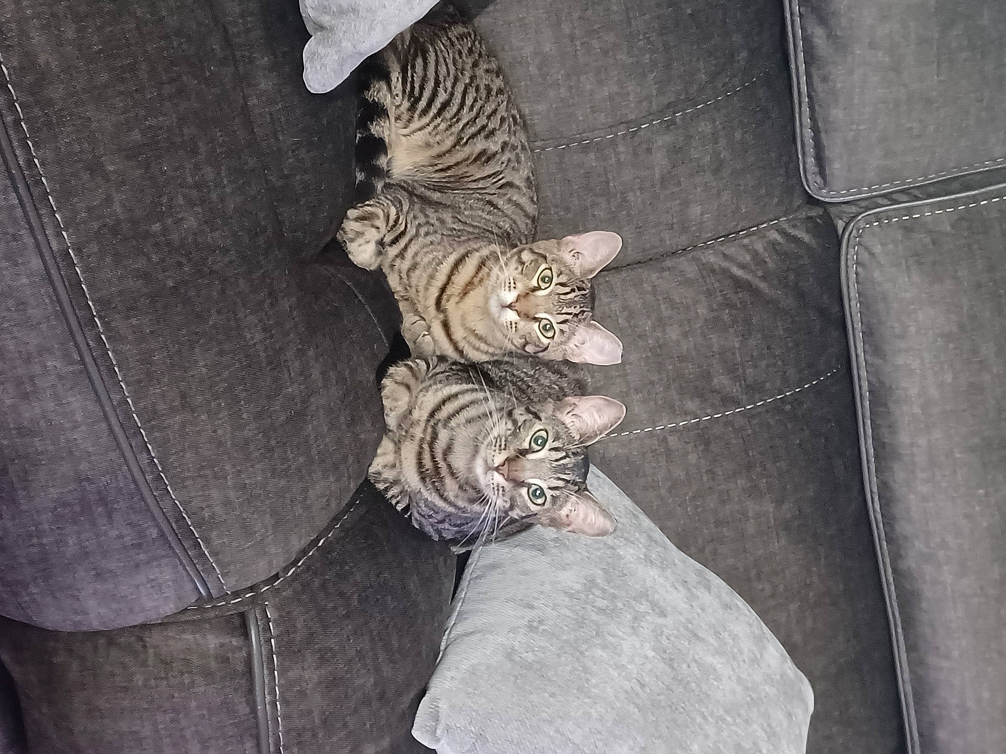 Biggie is registered to the contest to win money with this photo: auto_part, automotive_tire, couch, denim, fashion_accessory, felidae, fur, grey, hat, human_leg, leather, metal, pattern, pocket, sleeve, small_to_medium_sized_cats, thigh, tree, vehicle_door, wood