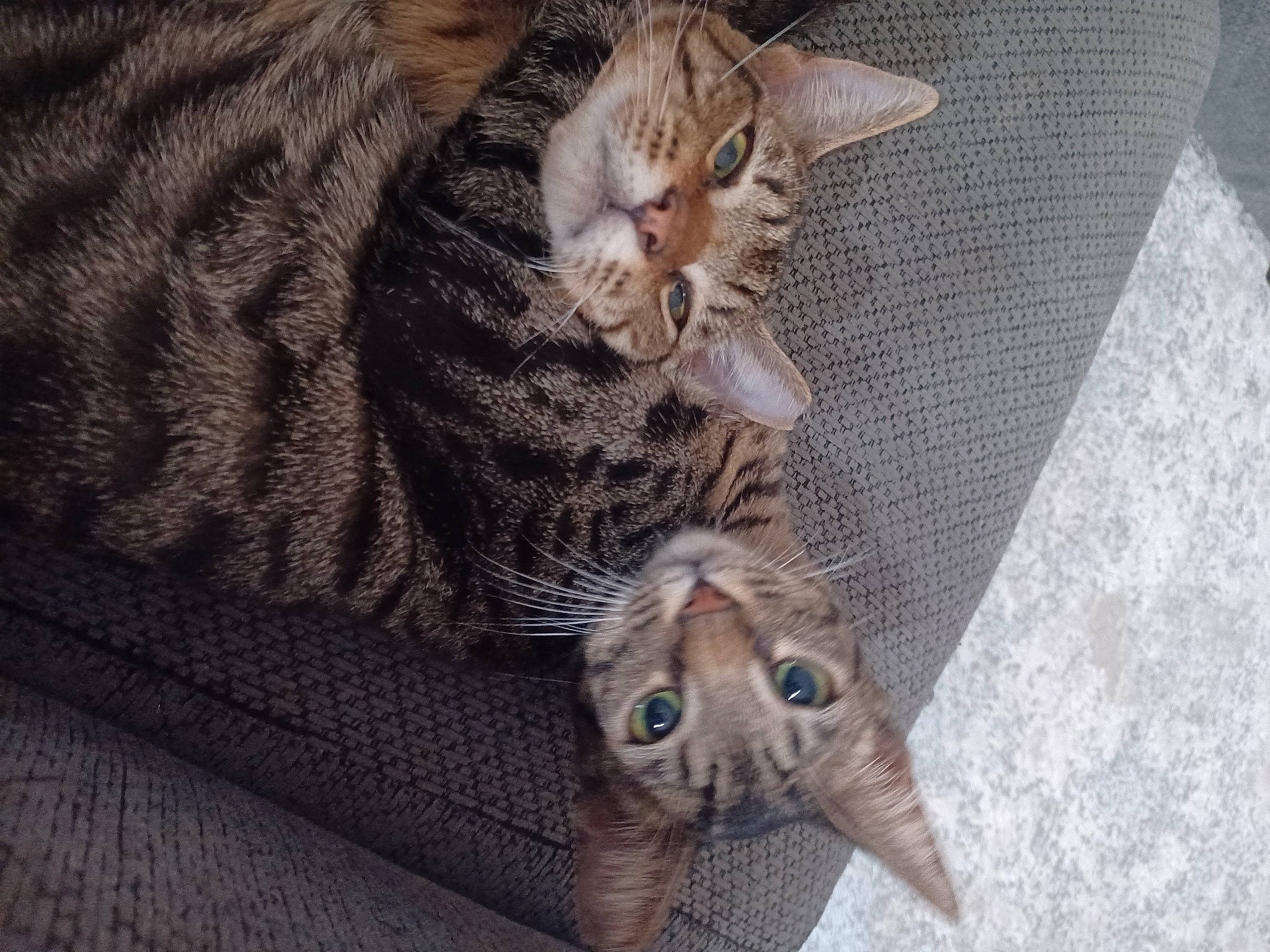 Biggie joined the competition — help win amazing prizes! carnivore, cat, cat_bed, claw, comfort, couch, domestic_short_haired_cat, fawn, felidae, fur, grey, nap, paw, small_to_medium_sized_cats, snout, tail, whiskers, wood