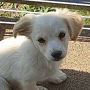 Tempete a rejoint le concours — aidez-le/la à gagner de superbes lots ! puppy, dog, white_fur, sitting, curious, outdoor, daylight, metal_railing, young_dog, pet, animal, fur, ears, nose, eyes, ground, shadow, cute, small_dog, companion