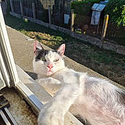 Mya a rejoint le concours — aidez-le/la à gagner de superbes lots ! animal, black, cat, curious, daylight, domestic, fence, garden, grass, greenery, house, nature, outdoor, paw, pet, relaxed, stretching, sunlight, white, window